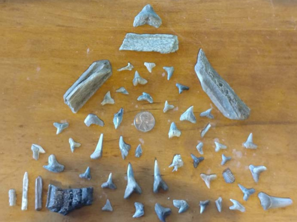 Fossils recently collected by members of the Gainesville Youth Fossil Club.