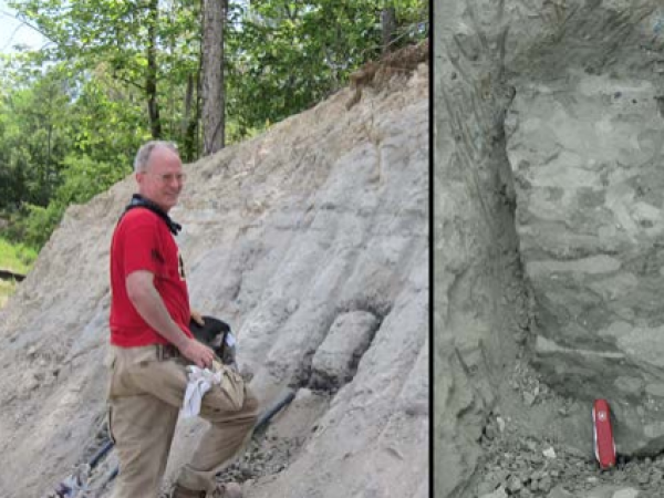 George digging out a block of trace fossils—burrows— from the uppermost Cretaceous Prairie Bluff Chalk along the Alabama River