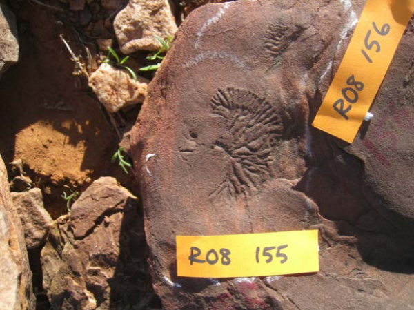 Nilpenia rossi - the fossil named after Ross. Photo courtesy of Mary Droser