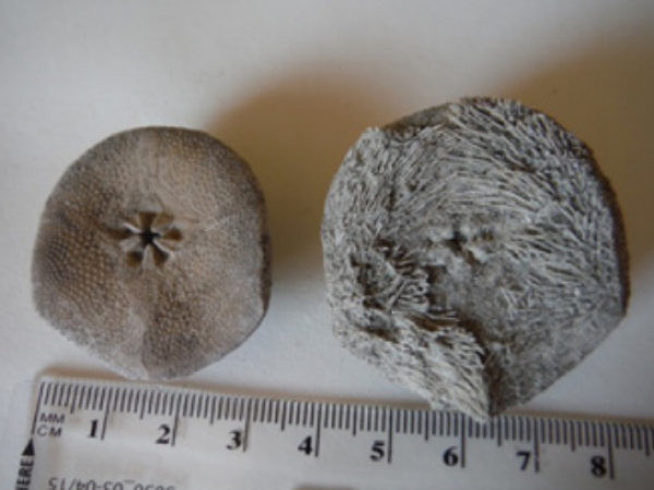 Echinoid fossils
