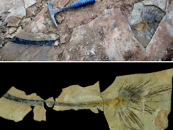 Palm leaf collected from the late Oligocene of the Lunpo