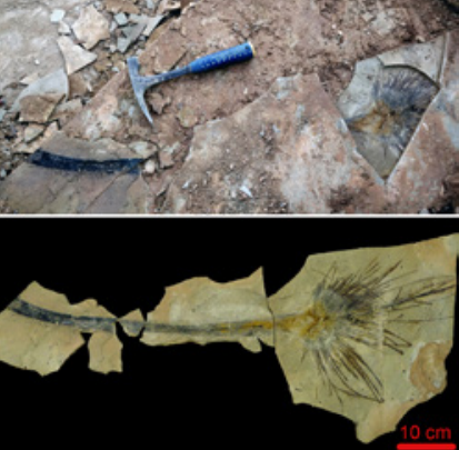 Palm leaf collected from the late Oligocene of the Lunpo