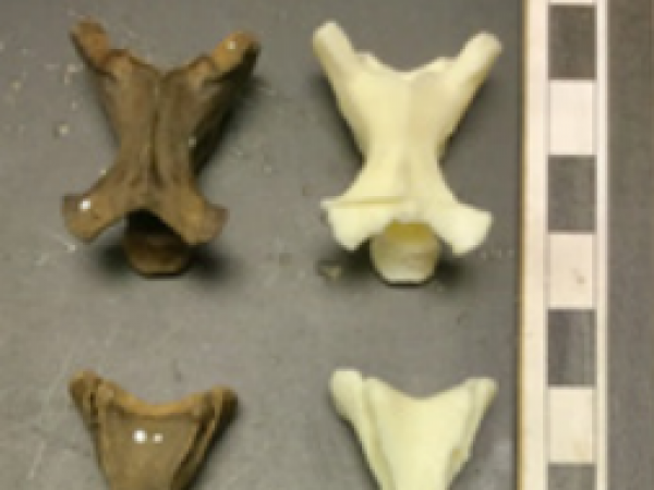 Bird vertebrae beside the 3D print of the bones