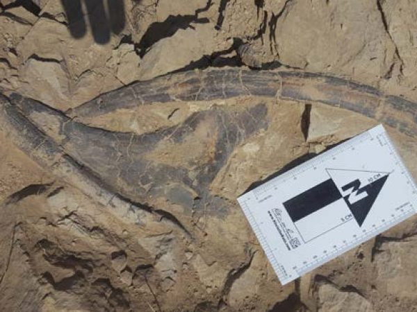 Intertwined ribs at the Mother’s Day site