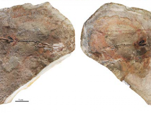 Fossil visible on flagstone, Photo courtesy of Oksana Vernygora