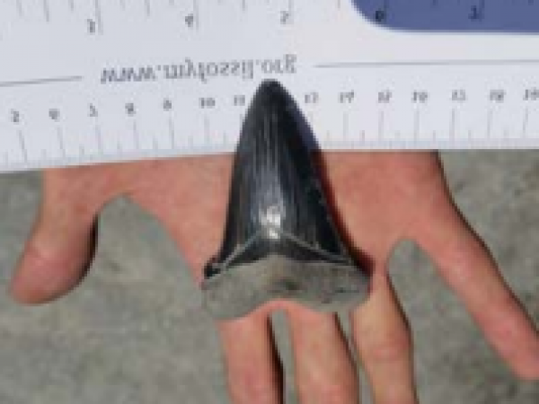 A tooth from a Megalodon ancestor found by Eric, a member of the Special Friends of the Aurora Fossil Museum