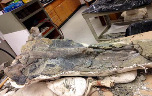 Slicken sides on bone (shiny bits, central left in photo). This whale skull has seen better days.