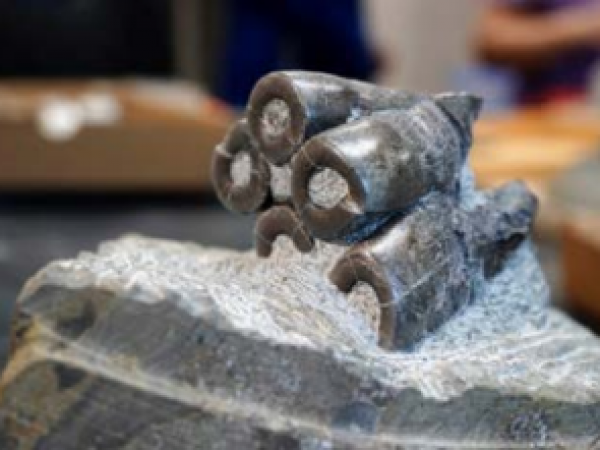 One Desmostylus tooth. Molar cusps featured; roots in back.