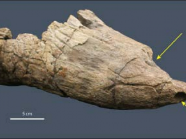 Figure 1. Left brow horn of a Triceratops (VMNH 120763). Arrows indicate tooth marks made by a Tyrannosaurus. Photo by A. Hastings.