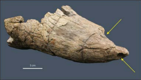 Figure 1. Left brow horn of a Triceratops (VMNH 120763). Arrows indicate toothmarks made by a Tyrannosaurus. Photo by A. Hastings.