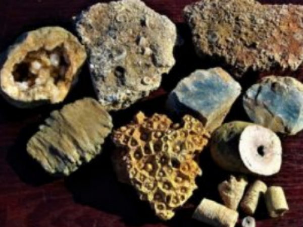 Image includes several types of corals, many types of crinoid stems, and fossils and rock geodes.