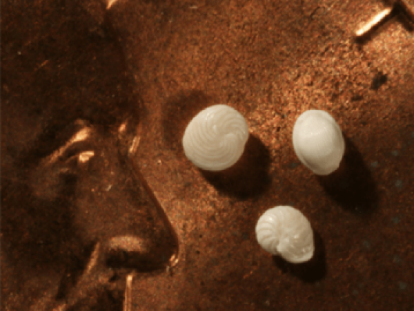 For scale, here are some foraminifera specimens on a penny. Notice the lettering and a portion of Lincoln’s head!