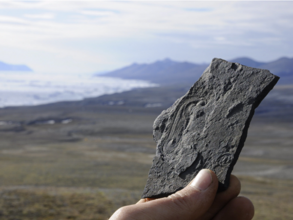 Figure 1. Halkieria evangelista from the Cambrian Sirius Passet fossil Lagerstätte of North Greenland. The anity of Halkieriids is still debated as they show similarities to mollusks, brachiopods, and annelids. Currently most paleontologists consider them to be primitive mollusks. Credit: Jakob Vinther, University of Bristol.