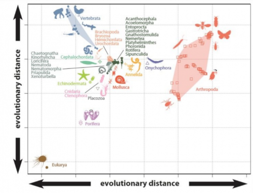 Figure 2. Shape space based on the presences and absence of anatomical features showing the distribution of living animal anatomy. Credit: University of Bristol.