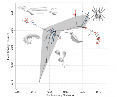 Figure showing evolutionary branches