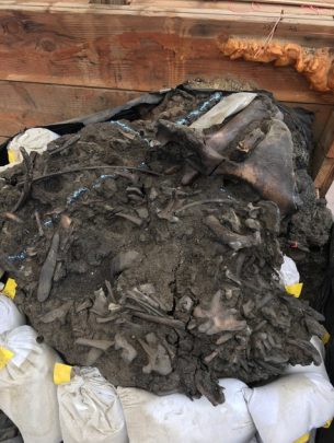 Material excavated from the La Brea TarPits