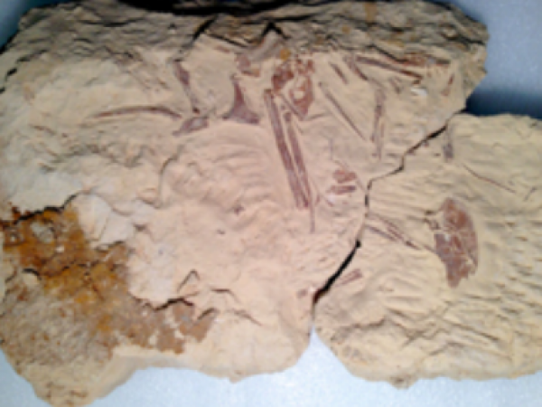 Figure 1. Ichthyornis dispar specimen prior to CT-scanning. Photo credit: Laura Wilson