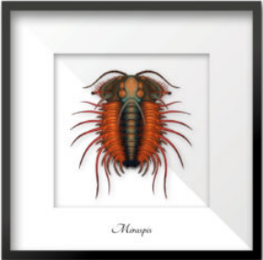 Miraspis: Illustration from “The Colorful World of theTrilobites” series.