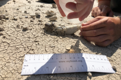Glueing a Brontothere Toothfound in the Badlands.