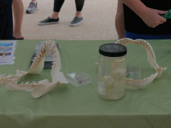 Pop-Up Museum at the opening of “The Meg”