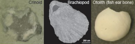 Figure 3: Examples of invertebrate fossils we found in cores that weredrilled in the Tasman sea. From left to right: crinoid ossicle,
brachiopod, and sh otolith (ear bone).