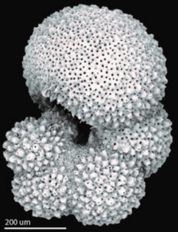 Figure 4: A scanning electron microcscope (SEM)image of a planktic foraminifera, Globigerinella
siphonifera. This specimen was recovered from the
Tasman Sea during Expedition 371 and is a Neogene
species.