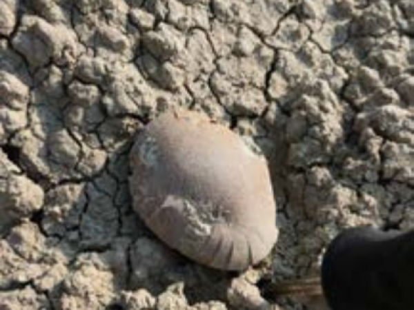 Fossilized egg found by Bob Tarnuzzer