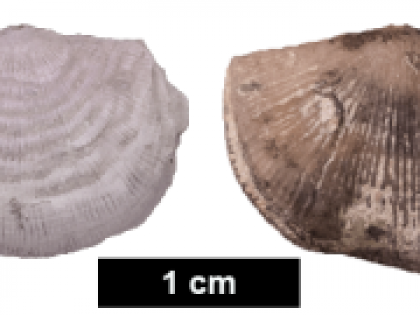 Figure 3: Brachiopods from the classic Richmondian Invasion fauna. The two new species are in the same genera as these two: Leptaena (left) and Holtedahlina (right). Images from Ordovician Atlas