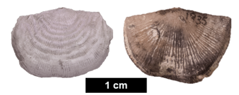 Figure 3: Brachiopods from the classic RichmondianInvasion fauna. The two new species are in the same
genera as these two: Leptaena (left) and Holtedahlina
(right). Images from Ordovician Atlas
