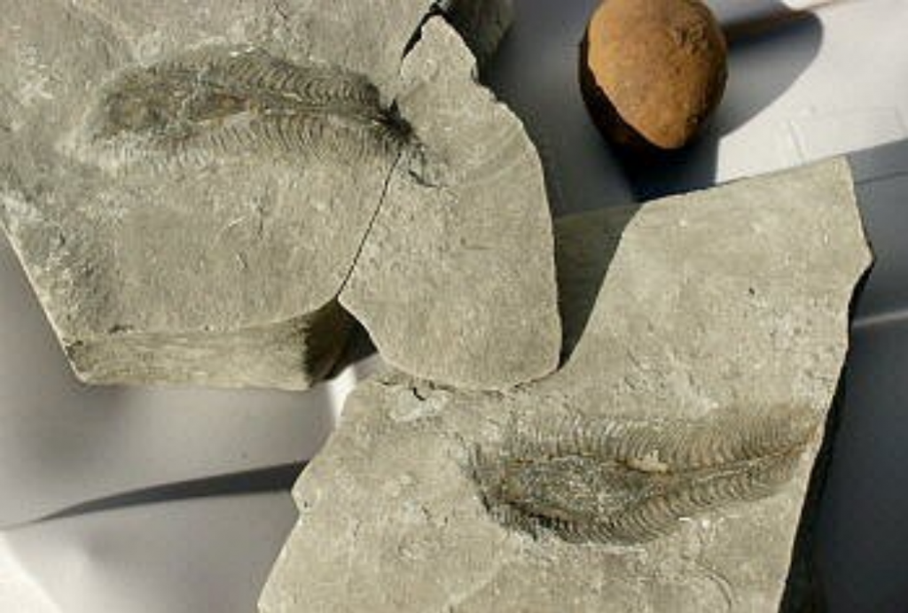 Chimaeroid egg capsule fossil