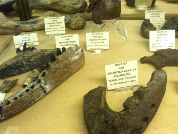 Assorted fossil jaws on display