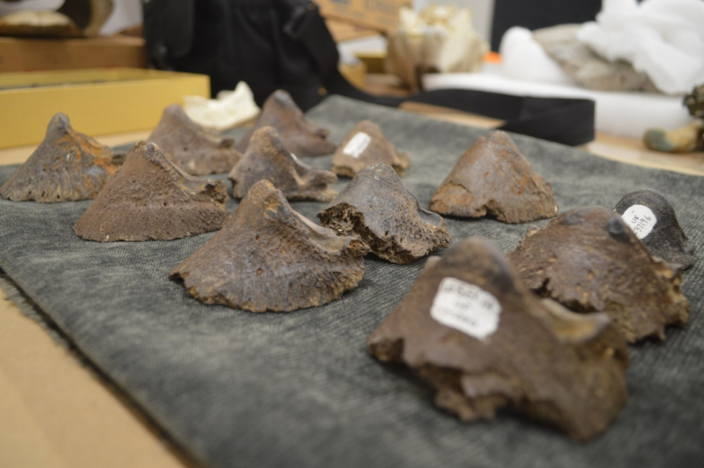 Fossilized ungual phalanges (toe bones, or "coffin bones" ) from a species of Equus dating to about one million years ago