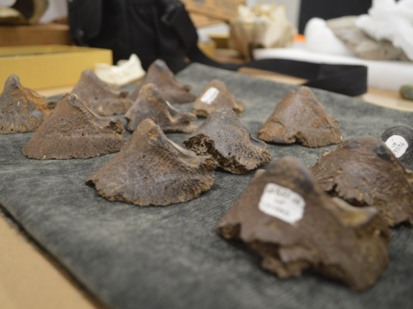 Fossilized ungual phalanges (toe bones, or "coffin bones" ) from a species of Equus dating to about one million years ago