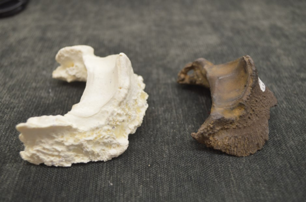 Fossilized phalange and a casts of the same bone from modern horses with laminitis