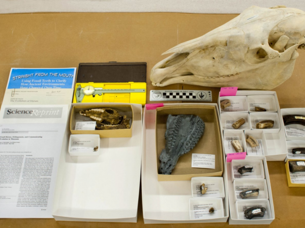 Materials used in the curriculum modules in Chewing on Change