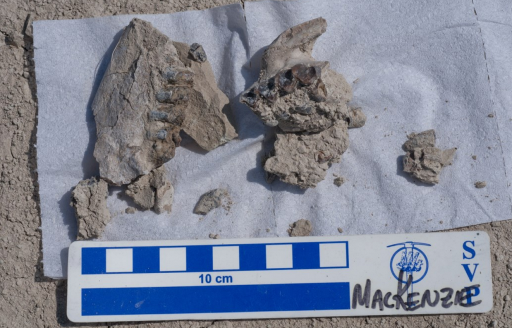 Oreodont, partial maxilla and mandible, found by Kristin MacKenzie