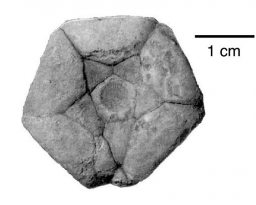 Sciadiocrinus wipsorum bottom view, from Webster and Houck, 1998. This crinoid, a relative of modern sea urchins, lived 300 million years ago. It was discovered by a WIPS member and named after the Society.