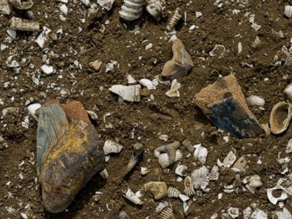 Close-up photo of shells and a broken megalodon tooth
