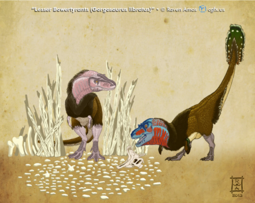 A speculative look at the behaviors and habits of long-gone creatures, submitted for Irregular Books All Yesterdays contest. Gorgosaurus libratus the lesser bowertyrant courts a potential mate by constructing bowers of bone and driftwood and offering trophies of previous hunts or scavenging expeditions while displaying his iridescent feathers. Photo courtesy of Raven Amos.
