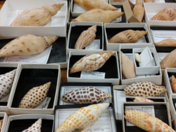 Snails from the Stotter Collection in the Indiana University Paleontology Collections