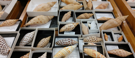 Snails from the Stotter Collection in the Indiana University Paleontology Collections