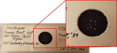 A microfossil slide from the Indiana University PaleontologyCollection