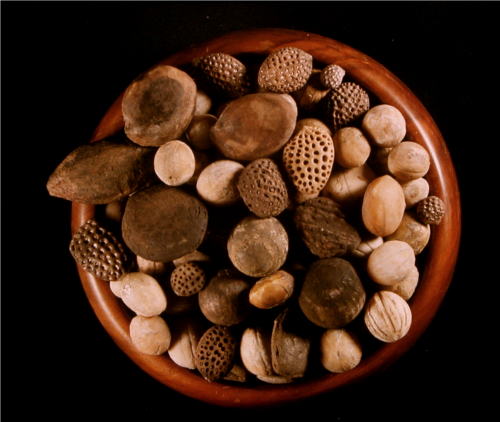 Tom’s nut bowl, filled with silicified fruits an seeds, including Eocene walnuts, hazelnut relatives, and pitted seeds of the tropical vine family, Icacinaceae collected at what has since become John Day Fossil Beds National Monument in central Oregon.
