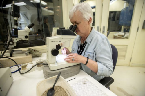 Karen Nordquist, Field Museum, photo by Karen Bean