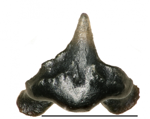 A tooth of Galagadon nordquistae. The folds andwrinkles in the enamel are diagnostic of the new species. Scale bar is 1 mm. © Terry A.Gates