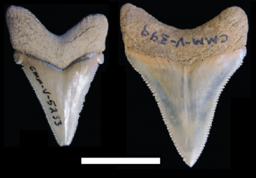 Figure 1. Carcharocles chubutensis with lateral cusplets (left) and Carcharocles megalodon withoutlateral cusplets (right). Scale bar represents 2 cm
