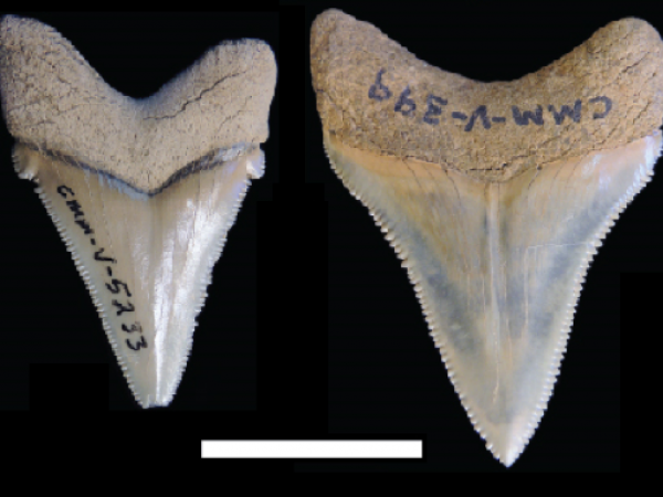 Figure 1. Carcharocles chubutensis with lateral cusplets (left) and Carcharocles megalodon without lateral cusplets (right). Scale bar represents 2 cm