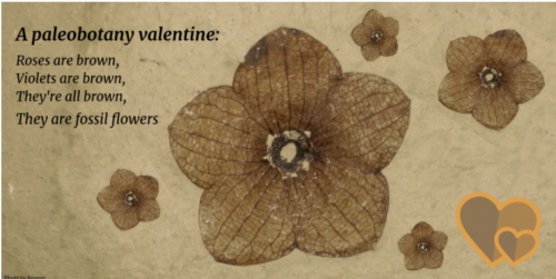A paleobotany valentine: Roses are brown Violets are brown They’re all brown They are fossil flowers