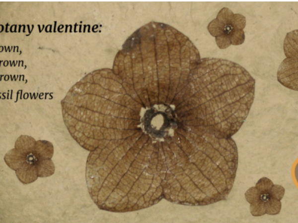 A paleobotany valentine: Roses are brown Violets are brown They’re all brown They are fossil flowers