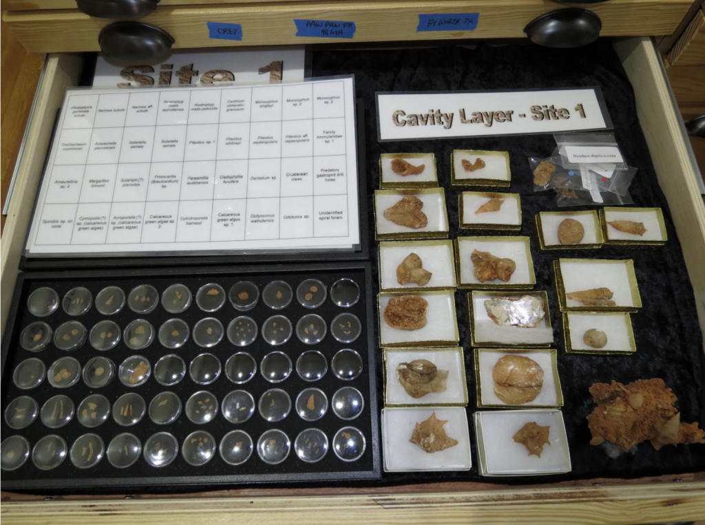 Crystalline fossils from the Edwards Formation, Cretaceous, Georgetown, TX. Linda’s 1st and 2nd published papers were on these fossils